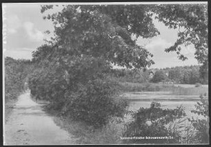 Schmannewitz. Waldteich