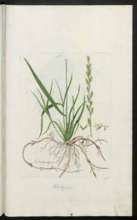 572. Triticum repens