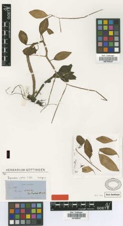 Peperomia patula C.DC. [isotype]
