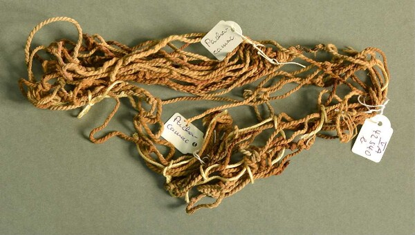 Loose Khipu cords