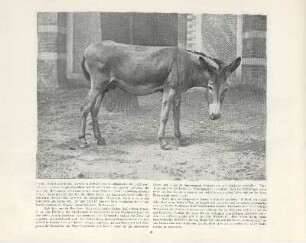 Unser Wissmann-Esel