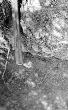 Freigelegter Skelettrest : Aufnahme von Dinosaurierknochen