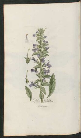 457. Lobelia siphilitica