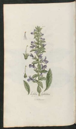457. Lobelia siphilitica