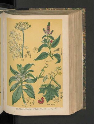 Medical Plants. Plate No. 16.