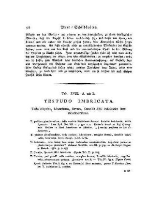 Tab. XVIII A. und B. Testudo Imbricata : Schieferartige Schildkröte