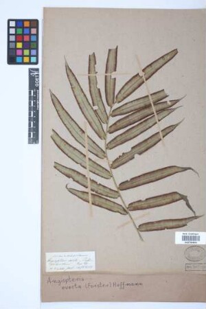 Angiopteris evecta (G.Forst.) Hoffm.