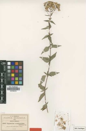 Eupatorium acutidentatum B.L.Rob. [type]