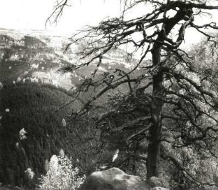 Sächsische Schweiz. Großer Winterberg aus dem oberen Rauschengrund mit Wetterkiefer