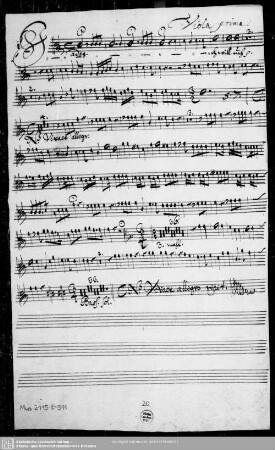 Viola prima.