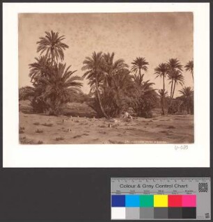 Cimetière arabe à Biskra