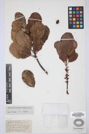 Sideroxylon mermulana Banks ex Lowe