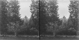 Landschaft : Blick auf einen Wald.