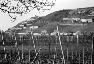 Ihringen: Weinberge auf Terrassen bei Ihringen