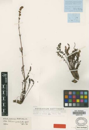 Valeriana cephalantha Schltdl. [isotype]