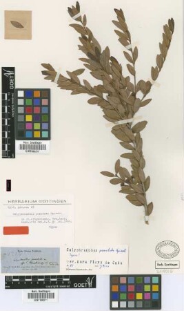 Calyptranthes punctata Griseb.