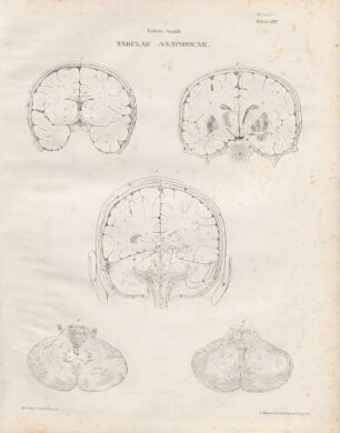 Tabula Octava (Lineartafel)