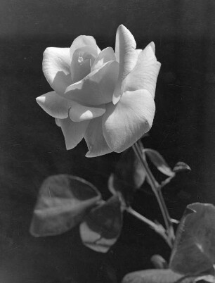 Blumen. Einzelne Rose