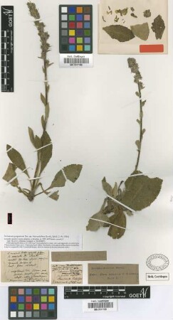 Verbascum garganicum Ten. var. heterophyllum Griseb.[holotype]