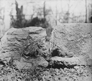 Lurche. Erdkröten (Bufo bufo-Komplex) auf Steinen