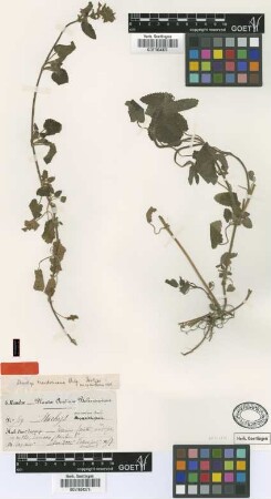 Stachys mandoniana Briq. [isotype]