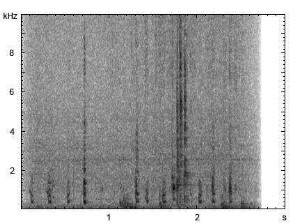 Haushuhn | Gallus gallus f. domestica - Ruf