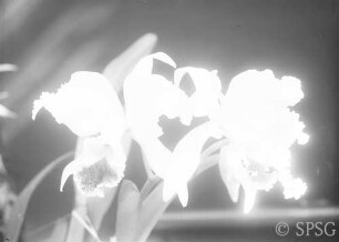 Potsdam, Orchideen.