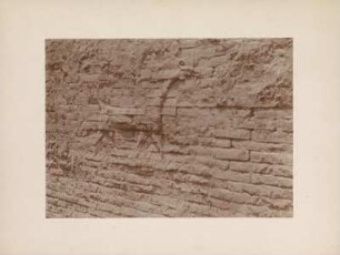 Tierrelief : Tierrelief an einer Mauer in Babylon, freigelegt während der deutschen Ausgrabungsmission unter der Leitung von Johannes Gustav Eduard Robert Koldewey (1899-1917).