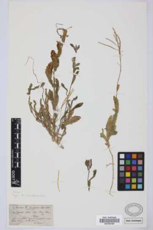 Arabis albida Steven ex Fisch.