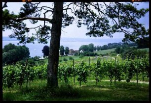 Birnau: Weinlandschaft am See