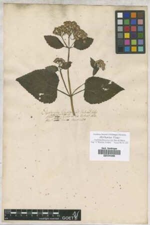 Eupatorium