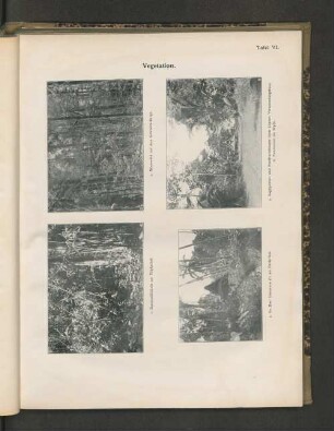 Tafel VI. Vegetation. 1. Bambusdickicht am Töpferfluß.