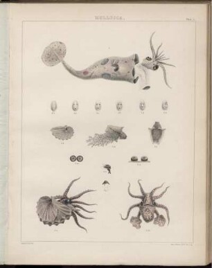 Plate. I. [bis] Plate XXIV.