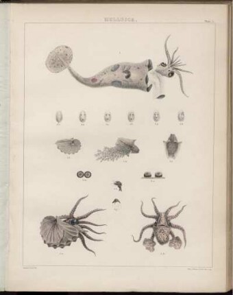 Plate. I. [bis] Plate XXIV.