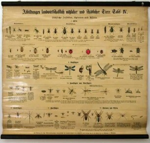 Nützliche Insekten, Spinnen und Asseln: I. Käfer