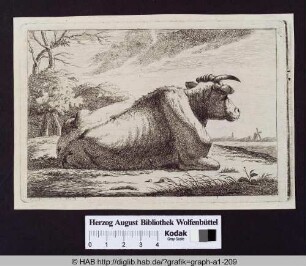 Ruhende Kuh auf Weide.