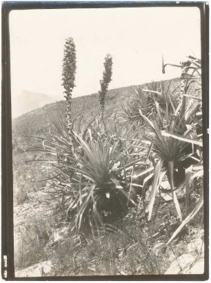 Puya Herzogii in den Matten an der Waldgrenze oberhalb von Escola