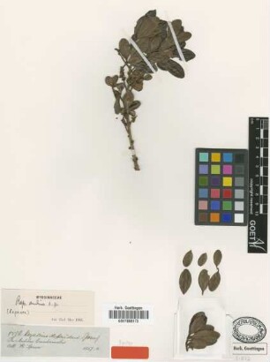 Myrsine dependens Spruce