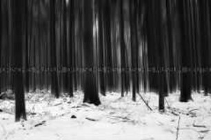 Blick in ein Waldstück im Schnee, die Stämme sind unscharf fotografiert (Altersgruppe NL)
