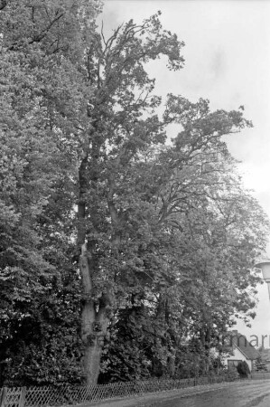 Naturdenkmal: Eiche mit abgestorbenen Ästen: davor Jägerzaun: hinten rechts Haus