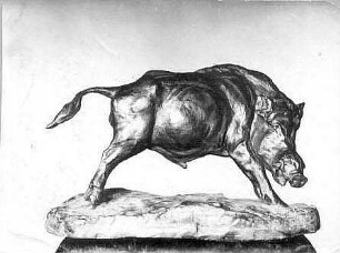 Springender Wildeber