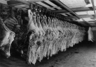 Kühlhaus einer Großschlachterei. Schweinehälften hängen an Haken