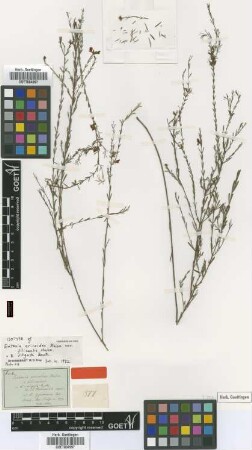 Eutaxia ericoides Meisn. var. Meisn. filicaulis[isotype]