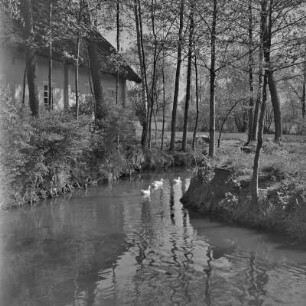 Enten auf dem Fluss in Leipe. : Kački na rěce w Lipjem.