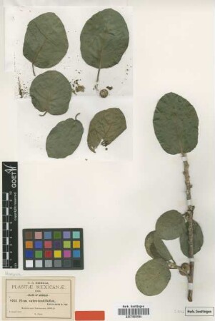 Ficus subrotundifolia Greenm. [syntype]