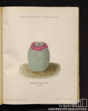 Tafel 139. Mamillaria elegans P. DC.