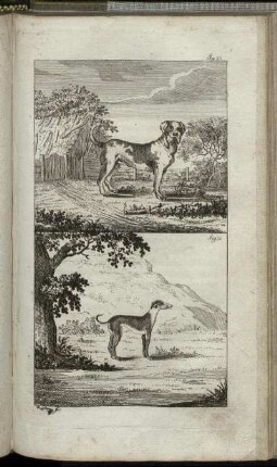 Fig. 30. - Fig. 31.