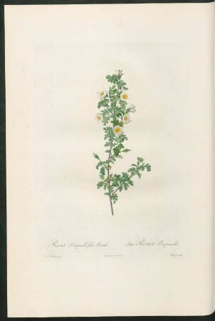 Rosa Pimpinelli folia Pumila. Petit Rosier Pimprenelle. Chapuy sculp.