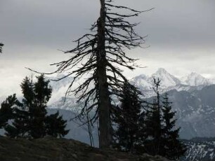 Abgestorbene Bäume am Rauschberg bei Ruhpolding, Chiemgauer Alpen, Bayern