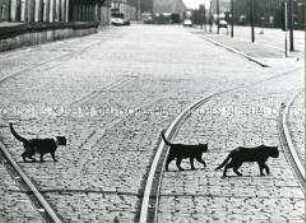 Drei Katzen überqueren eine breite Straße mit Kopfsteinpflaster und Straßenbahnschienen (Altersgruppe 18-21)